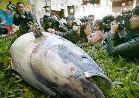 Large tuna offered at shrine