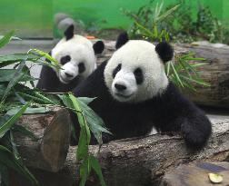 Pandas from China on display at Taiwan zoo