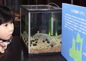 Rare 'marimo' algae balls found in Aomori lake