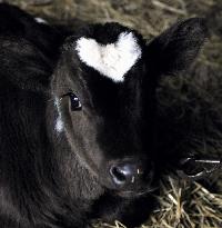 Calf born with white heart mark on forehead