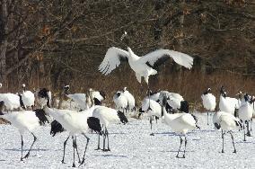 No. of red-crowned cranes in Hokkaido surpasses 1,000