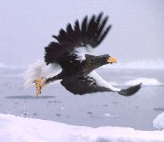 Japan, Russia to cooperate to save endangered eagles