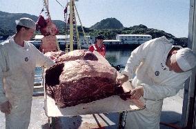 Japan approves resumption of whale meat imports from Norway