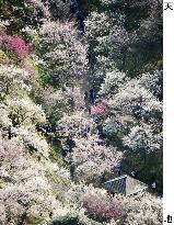 Tourists enjoy Japanese plum blossoms in full bloom in Tokyo