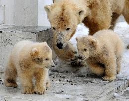 Twin polar bear cubs shown to press at Sapporo zoo