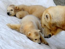 Twin polar bear cubs shown to press at Sapporo zoo