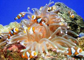 Aquarium-bred clownfish put on sale to curb reckless fishing