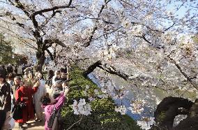 People enjoy cherry blossoms in Tokyo