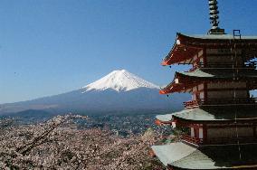 Cherry blossoms in full bloom at base of Mt. Fuji
