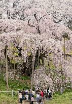 Tourists treated to view of giant cherry blossom tree