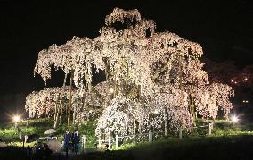 Tourists treated to view of giant cherry blossoms tree