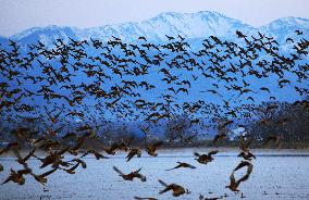 Geese gather in Miyajima swamp before flying to Siberia