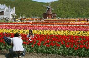 Colorful carpet of tulips in Hokkaido draws tourists