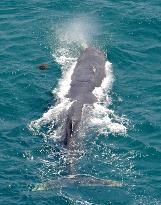 Stray whale returns to ocean off Japan's Wakayama