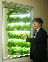 Japanese grow vegetables in Antarctic thanks to 'Green Room'