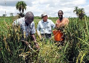 Japanese rice cultivation technology finds a place in Africa