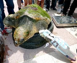 Injured loggerhead turtle gets artificial limbs