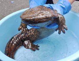 Giant salamander found walking along road in Kyoto