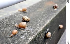 Escargot snails found in large numbers in Osaka