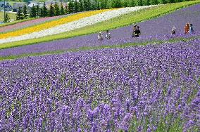 Lavender in full bloom in Hokkaido