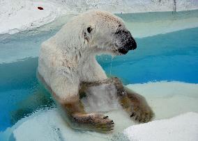 Polar bear given 'cool' present as midsummer gift