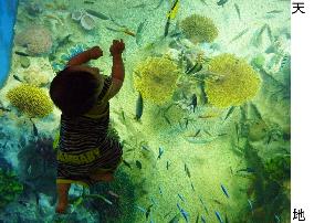 Seawater coral aquarium makes debut in Fukui Pref.