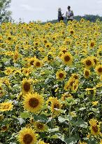 1.3 million sunflowers in full bloom in Hokkaido