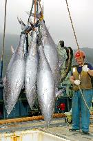 U.S. mulls proposing total ban on trade in bluefin tuna