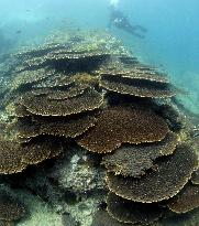 Table corals grow on seafloor