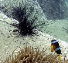 Sea urchin and anemone fish
