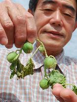 'World's smallest' melon cultivated in Japan's Inland Sea
