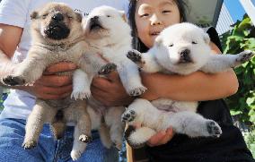 2-week old Hokkaido dog puppies