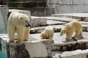 Twin polar bear cubs named 'Ikor' and 'Kiroru'