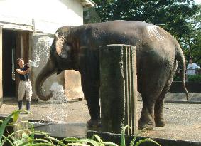 Oldest elephant in Japan dies