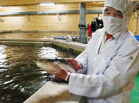 Ehime fish breeder successfully farms prized 'fugu' blowfish