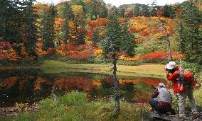 Leaves turn to red and yellow at Mt. Taisetu area in Hokkaido