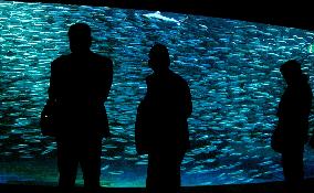 10,000 sardines attract visitors in Hokkaido aquarium