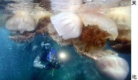 Giant jellyfish drift through Japanese waters