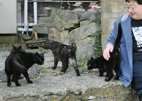 Tourists fatten up cats and economy at outlying island