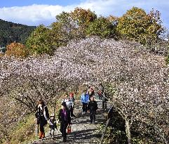Winter cherry blossoming in Gunma Pref.