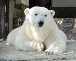 Polar bear Peace turns 10, breaks record