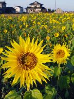 Sunflowers bloom out of season on wide farmland in Toyama