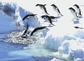 Penguins dive into Antarctic sea