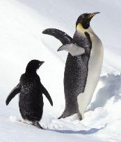 Penguins cozy up in Antarctica