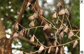 Ceylon Blue butterflies wintering on Amami-Oshima Island