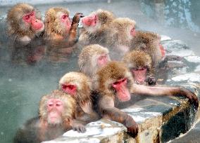Japanese monkeys take a dip in 'onsen' spa