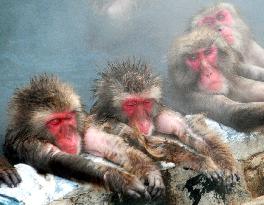 Japanese monkeys doze off in 'onsen' spa