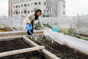 More city dwellers experiencing farming in urban center areas