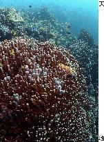 Blue coral colonies in Okinawa sea