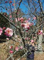 Plums bloom early in May-like weather